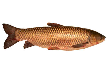Big fresh fish on white background. Grass carpの写真素材