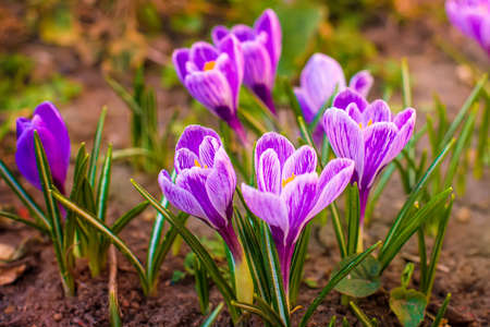 Blooming purple crocuses in the garden. Purple flowers.の写真素材