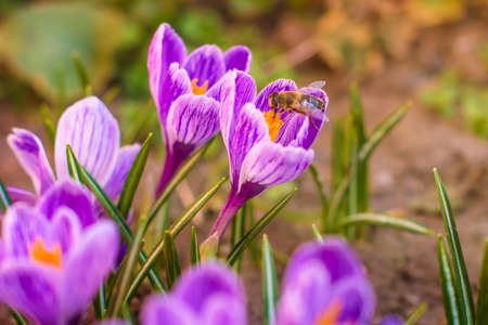 Purple saffron blooms in the garden. Purple flowers.の写真素材