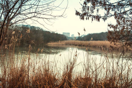 The ice on the lake. Winter lake, yellow reeds and leafless treesの写真素材