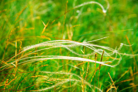 Blooming grass feather grass on a green blurred background close upの写真素材