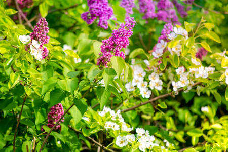 Flowering shrubs and trees, fresh greenery in spring, blurred backgroundの写真素材