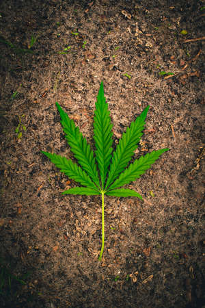 A green hemp leaf lies on the groundの写真素材