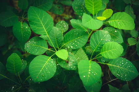 Large green leaves with dew drops, close-upの写真素材