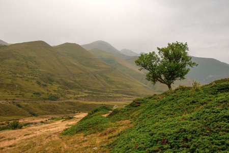 One tree against the background of mountains in the fog