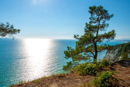 A lonely pine tree grows on the cliff of the sea. Glare from the sun on the seaの写真素材