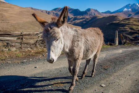 The donkey is standing on the road. A donkey with big ears