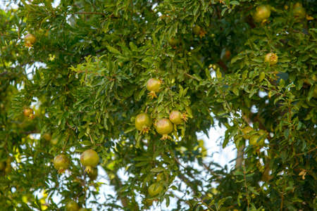 Green unripe pomegranate grows on a treeの写真素材
