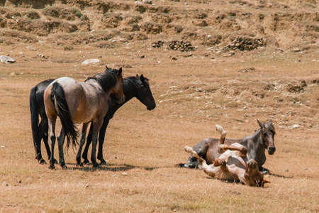 The horses are grazing in the pasture, the horse is lying aroundの写真素材