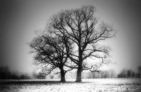 spooky winter treesの写真素材