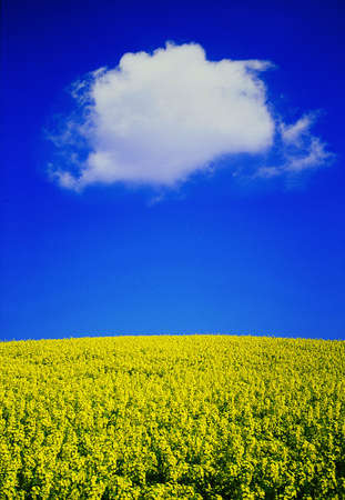 oilseed field with fluffy cloudの写真素材
