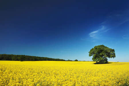 Oil seed rape field in the summer sunの写真素材