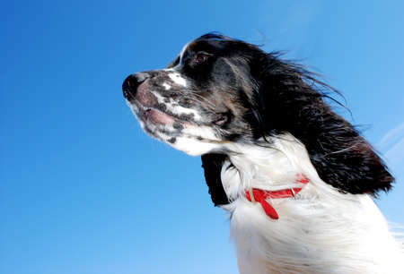 Young English Springer Spaniel