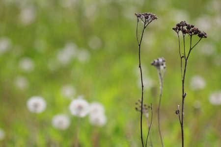 A couple of dry defoliated plants from sunflower family (Asteraceae or Compositae) on a greenish-brown blurry field-meadow background with fruiting white fluffy dandelionsの写真素材