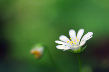 Blossoming Stellaria plant with white and yellow flower from pink family or carnation family (Caryophyllaceae) on a greenish-brown blurry forest backgroundの写真素材