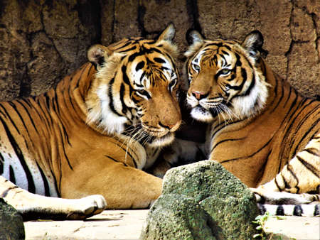 Pair of tigers in the Zoo