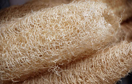 Loofa, Loofah, luffa - raw materialの写真素材