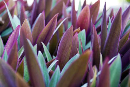 Purple pointy leavesの写真素材
