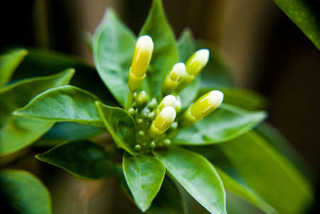 White buds blossomingの写真素材