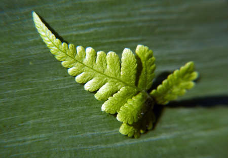 Macro of fern on a leaf background - mini shotの写真素材