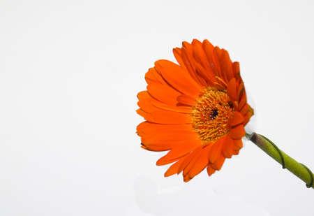 One stalk of gerbera orange flower - side profileの写真素材