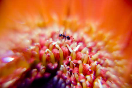 Ant on gerbera flower - marco shotの写真素材