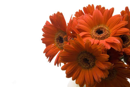 Three orange gerbera flower on white backgroundの写真素材