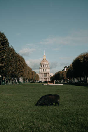 A sheep eats grass on the background of the invalides in Parisの写真素材