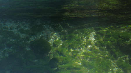 Green seagrass looks like filaments or wet hair, possibly the green alga Spirogyra growing on the shallow in the crystal clean water. 4kの写真素材