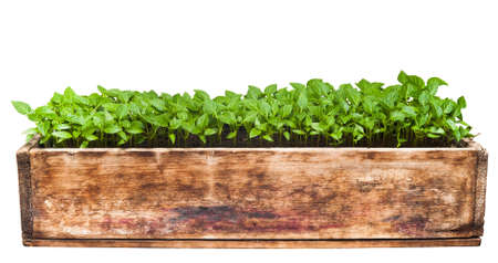 Green sprouts growing from seeds. Pepper. Close-up of green seedling growing out of soil isolated on white backgroundの写真素材