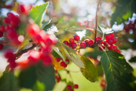 Close up of bunch of rowan berries in autumn. Selective focus
