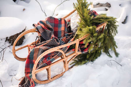 Empty real sleigh with pine tree branches and warm blanket in it on winter snowy groundの写真素材