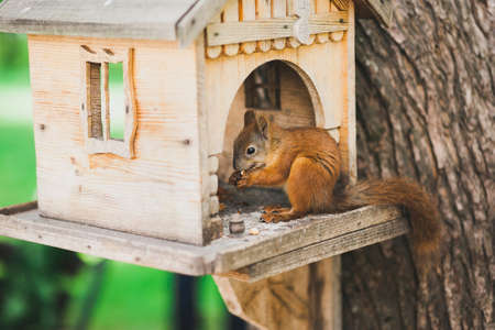 cute squirrel feedingの写真素材