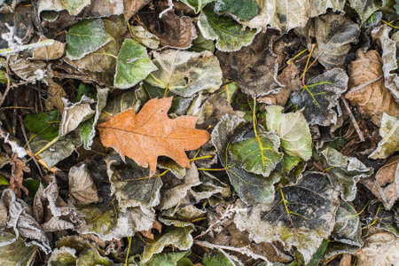Autumn leaves background. Many dry bright fallen leaves of red, green, grey, orange colors on snowy ground. Flat lay horizontal colour photo.の写真素材