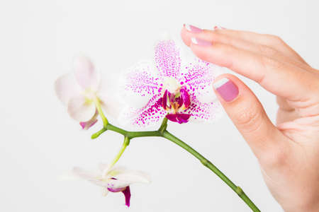 Closeup of female hands holding branch of beautiful orchid flowers isolated on white background. Nail with french spring manicure.  Horizontal color photography.の写真素材