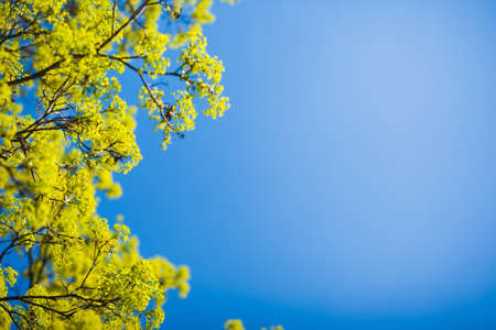 Beautiful spring tree with new leaves isolated over bright blue sky. Nature background. Horizontal...