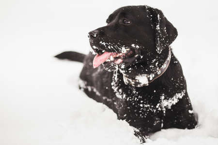 Portrait of cute funny black labrador dog playing happily outdoors in white fresh snow on frosty winter day.の写真素材