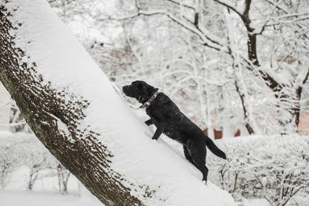 Cute funny black labrador dog playing happily outdoors in white fresh snow on frosty winter day. Dog climbing snowy tree. Horizontal color photography.の写真素材