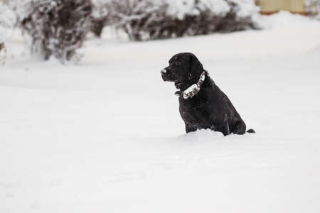 Portrait of cute funny black labrador playing happily outdoors in white fresh snow on frosty winter day. Dog sits on ground. Horizontal color photography.の写真素材