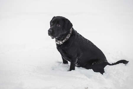 Portrait of cute funny black labrador playing happily outdoors in white fresh snow on frosty winter day. Dog sits on ground. Horizontal color photography.の写真素材