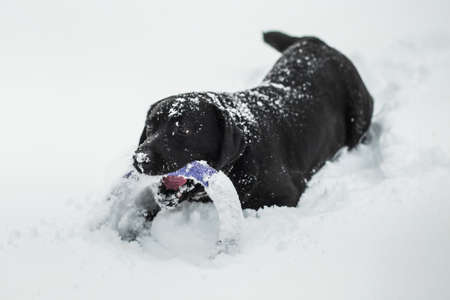 Portrait of cute funny black labrador dog playing happily outdoors in white fresh snow on frosty winter day.の写真素材