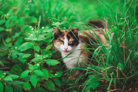 Closeup portrait of face of beautiful young angry looking cat hiding among fresh green grass.の写真素材