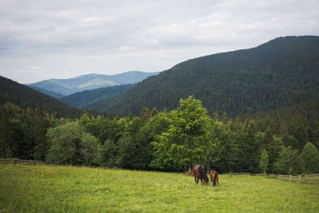 Beautiful family of brown horses standing in green grassy meadow with huge trees and mountain hills in background.の写真素材
