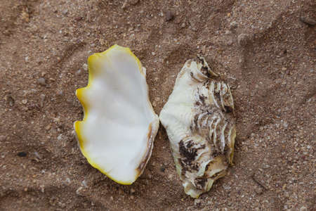 Closeup top view of seashell isolated on sandy surface of tropical beach. Horizontal color...