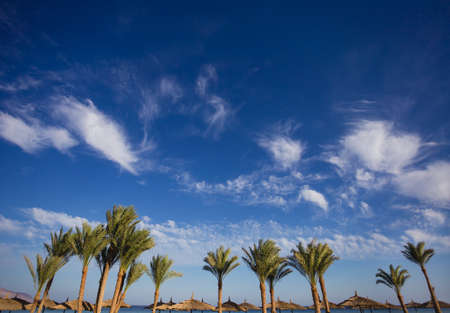 Brown beach umbrellas and green palms isolated on blue sky with white soft clouds background. Healthy and safe sunbathing concept. Horizontal color photography.の写真素材