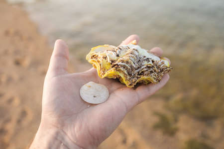 Closeup point of view image of white male hand holding 2 different seashells on palm isolated on...