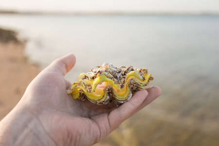 Man happy to find big beautiful sea shell at sandy morning tropical beach. Horizontal color image.の写真素材