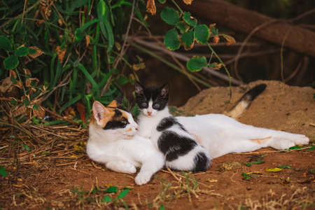 Portrait of happy family of two street cats relaxing outdoor. Horizontal color photographyの写真素材
