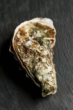 Closed sea oyster on a dark background