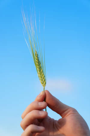 Close-up of an ear of wheat in his hand against the blue sky